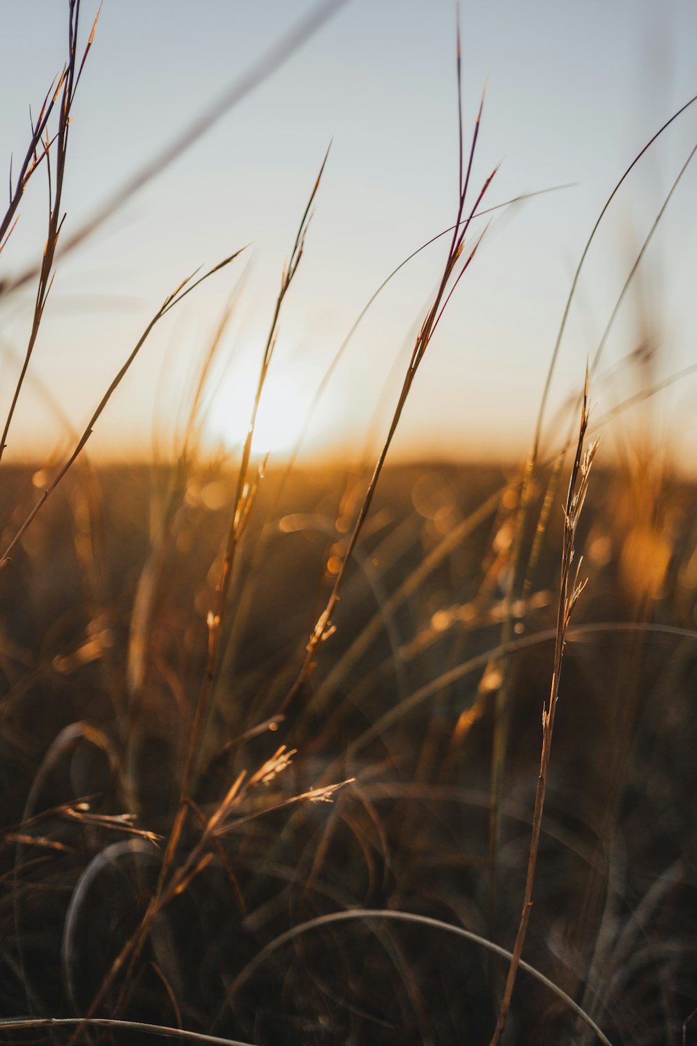 the sun is setting over a field of tall grass