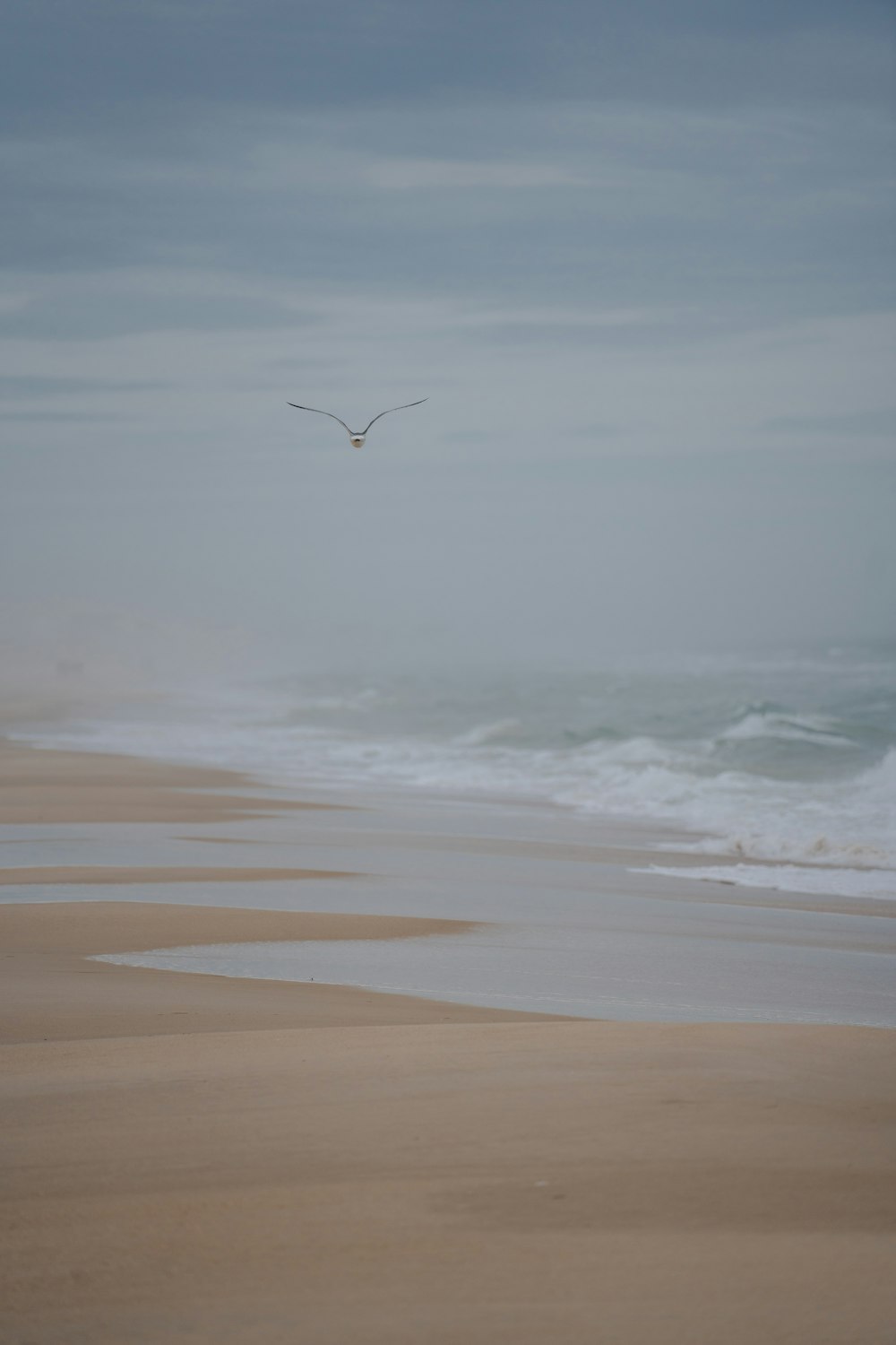 a seagull flying over a sandy beach on a foggy day