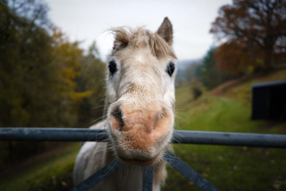 a close up of a horse looking over a fence