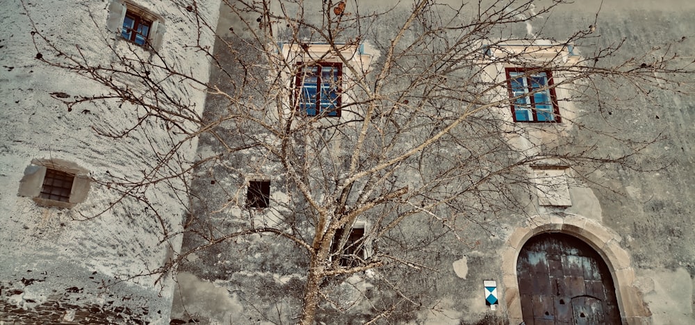a tree in front of an old building