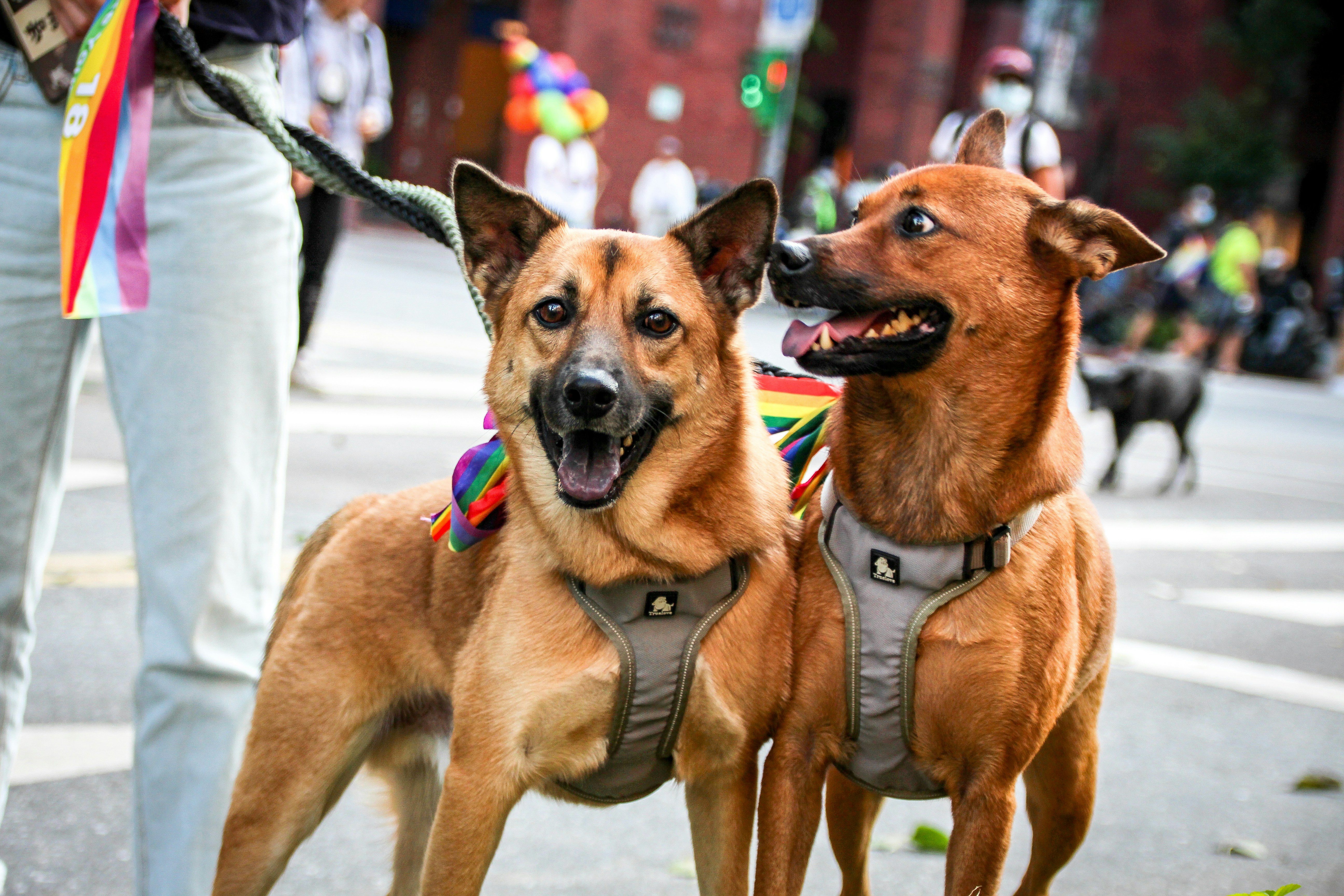 two dogs standing next to each other on a street