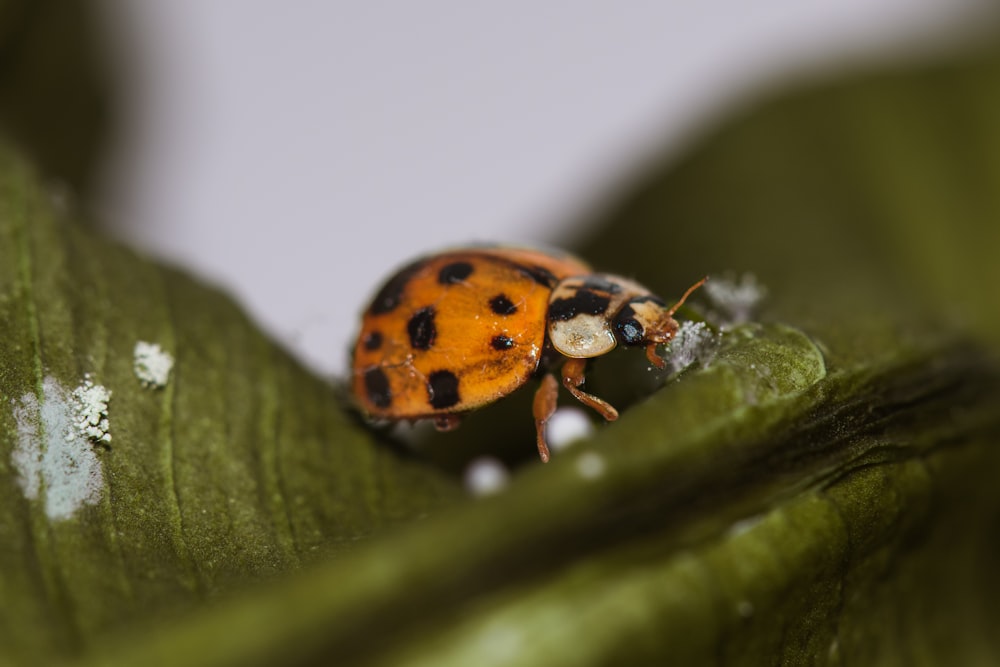 a lady bug sitting on top of a green leaf