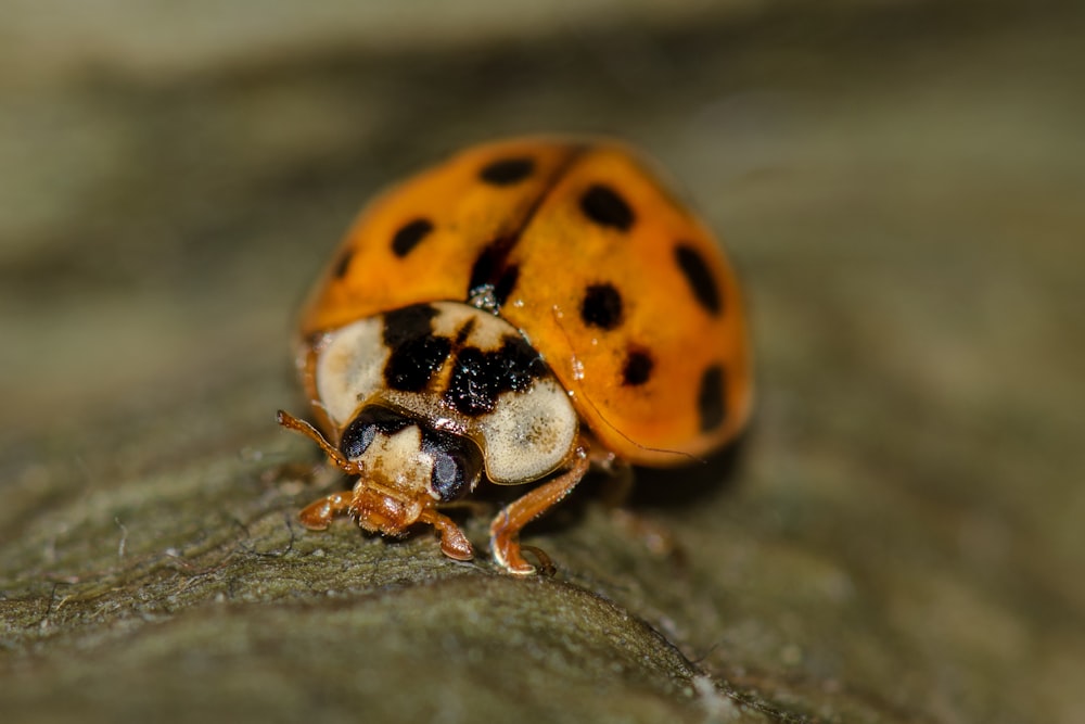 a close up of a lady bug on a leaf