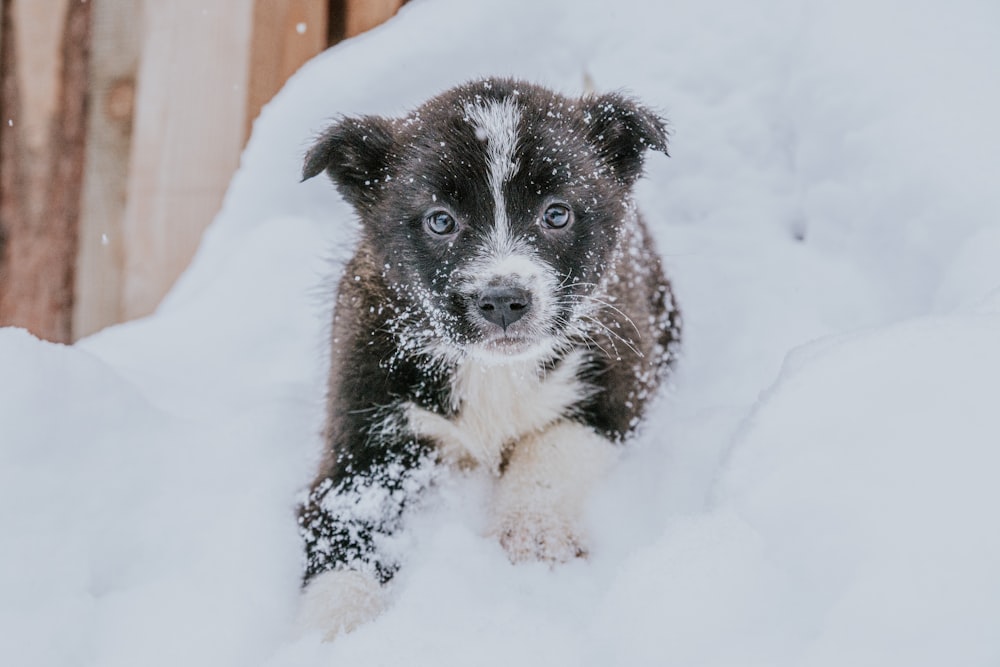 a puppy is standing in the snow outside