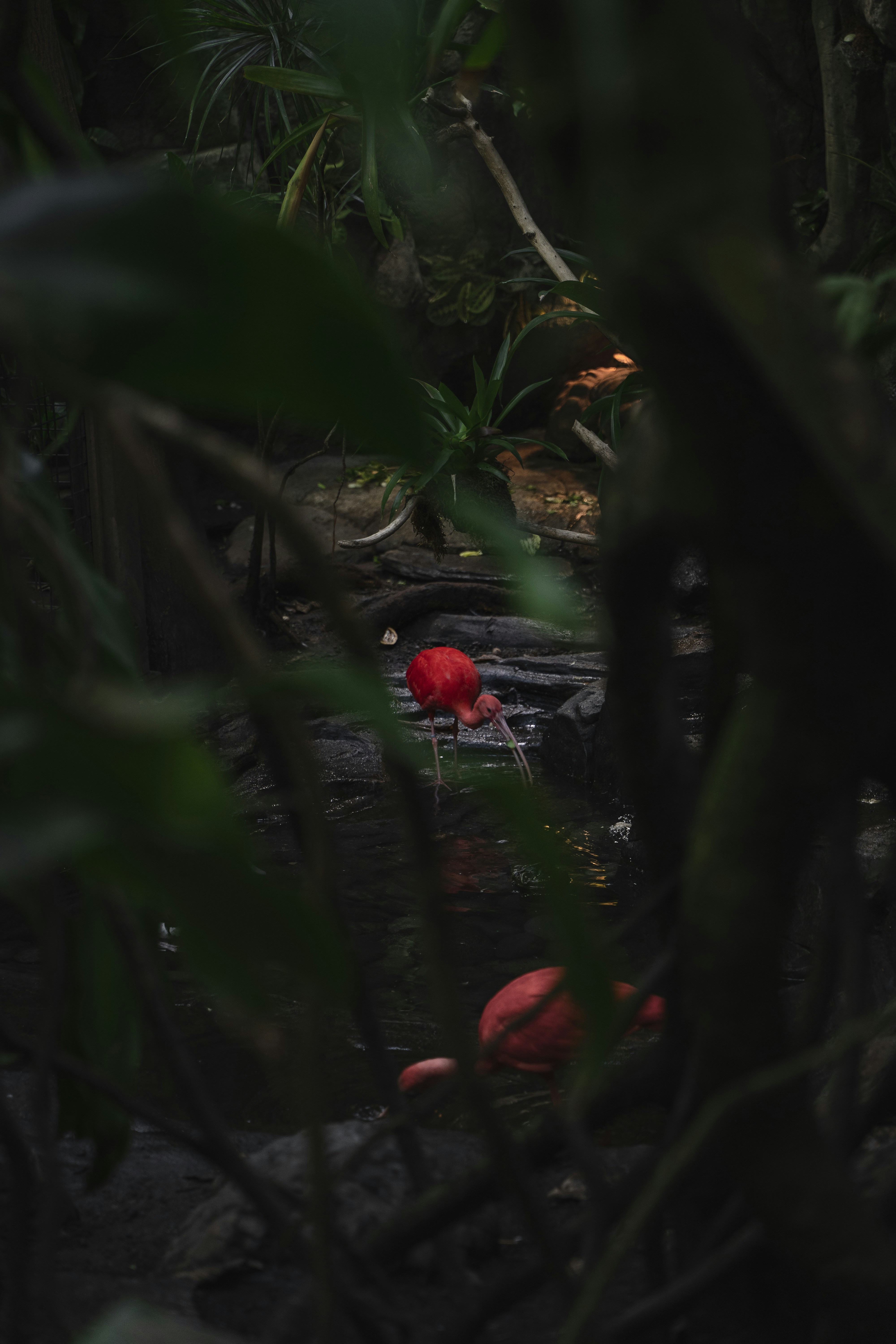 a red bird sitting on top of a lush green forest