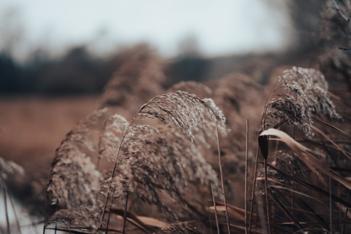 Tender Grasses Softly Wave