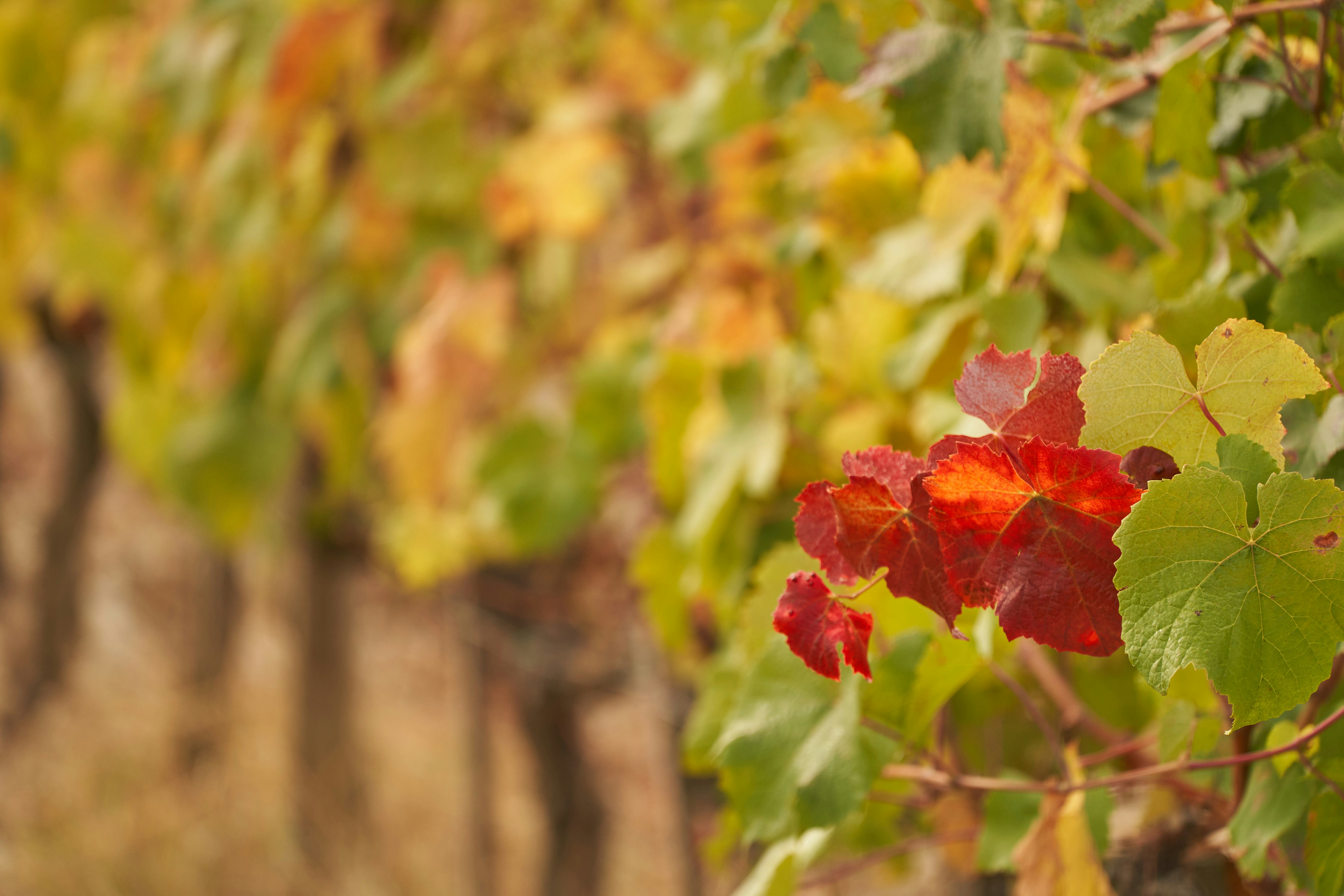 Photo by wolfgang_hasselmann