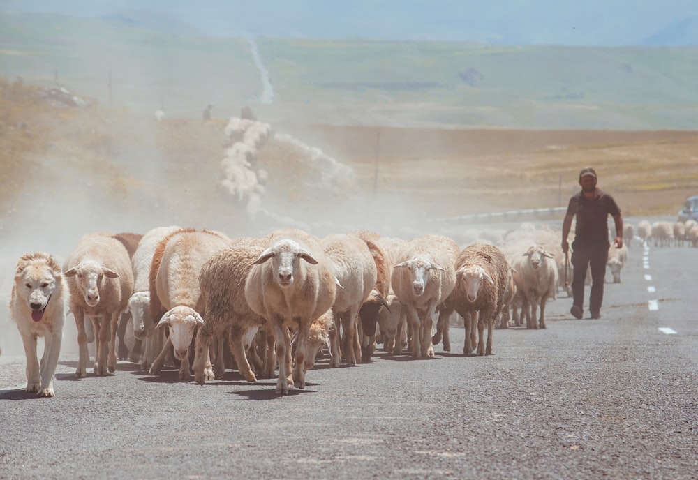 a man leading a herd of sheep down a road