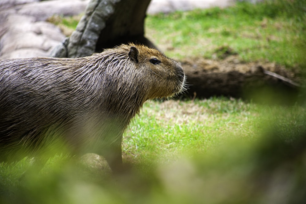 a close up of a capybara walking in the grass