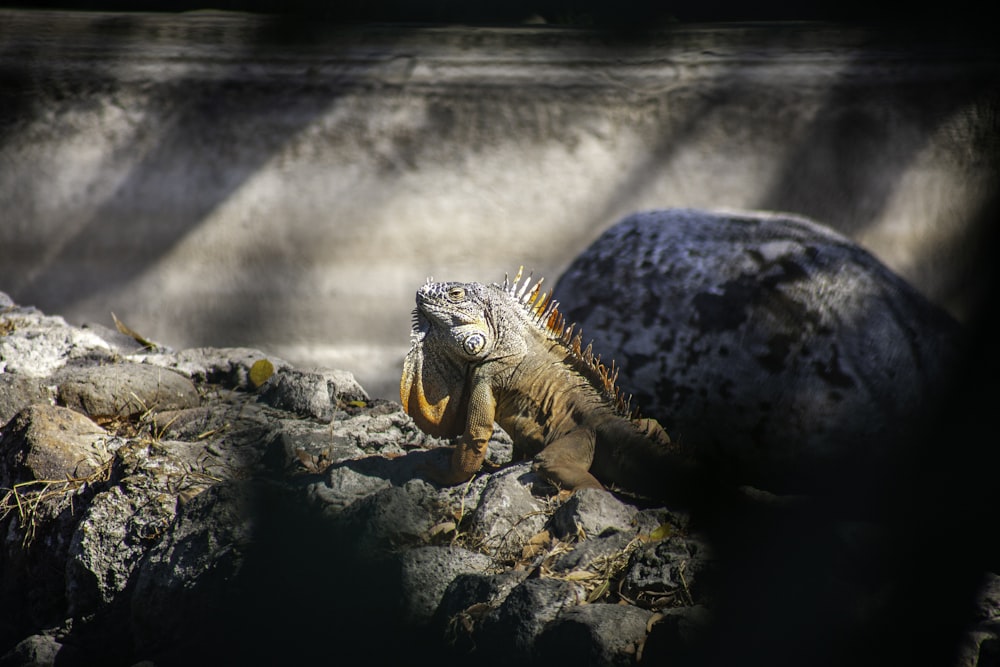 a large lizard sitting on top of a pile of rocks