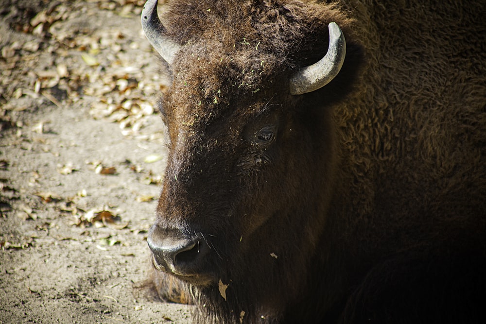 a bison with large horns standing on a dirt road