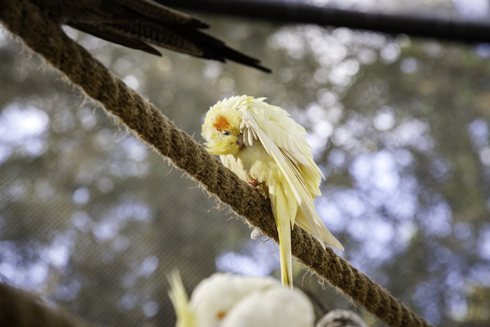 a yellow and white bird sitting on a rope