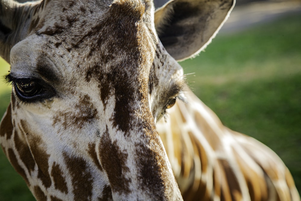 a close up of a giraffe's face with grass in the background