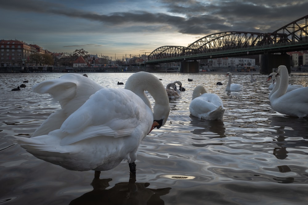 a group of swans are swimming in the water