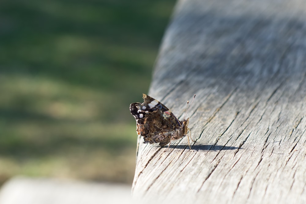 a moth sitting on top of a wooden bench