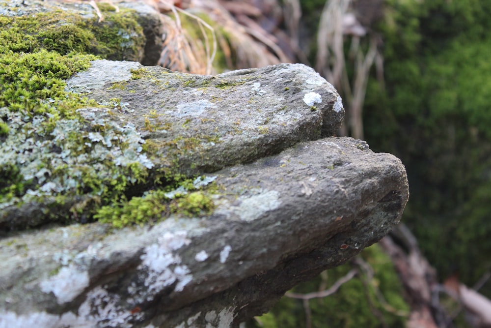 moss growing on a rock in the woods