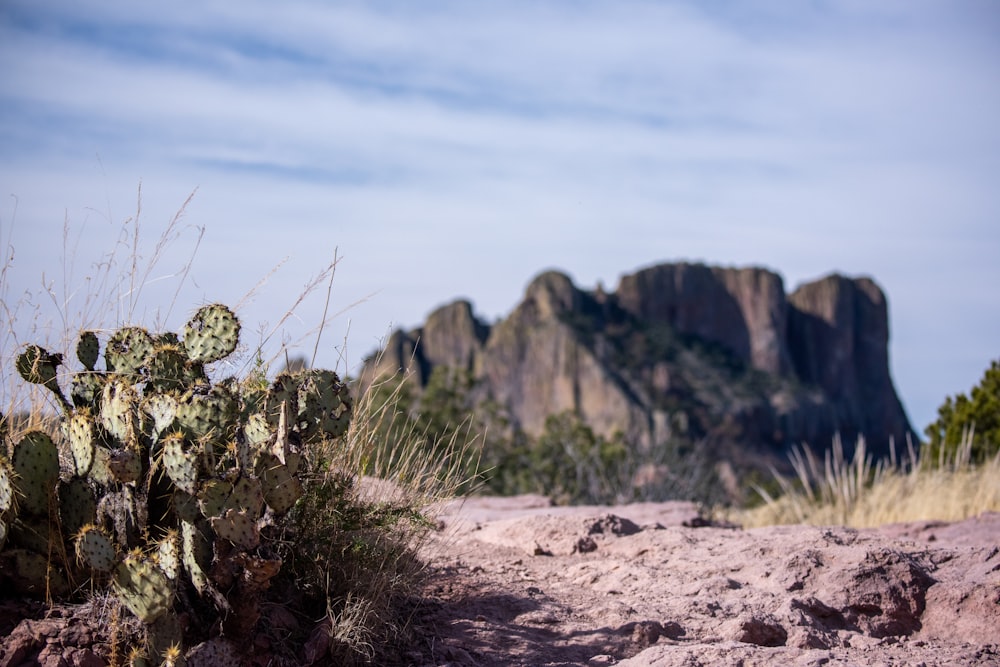 a cactus in the desert with mountains in the background