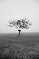 A minimalist fine art photo of a single tree standing alone in a foggy field.