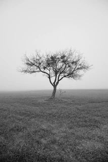A minimalist fine art photo of a single tree standing alone in a foggy field.