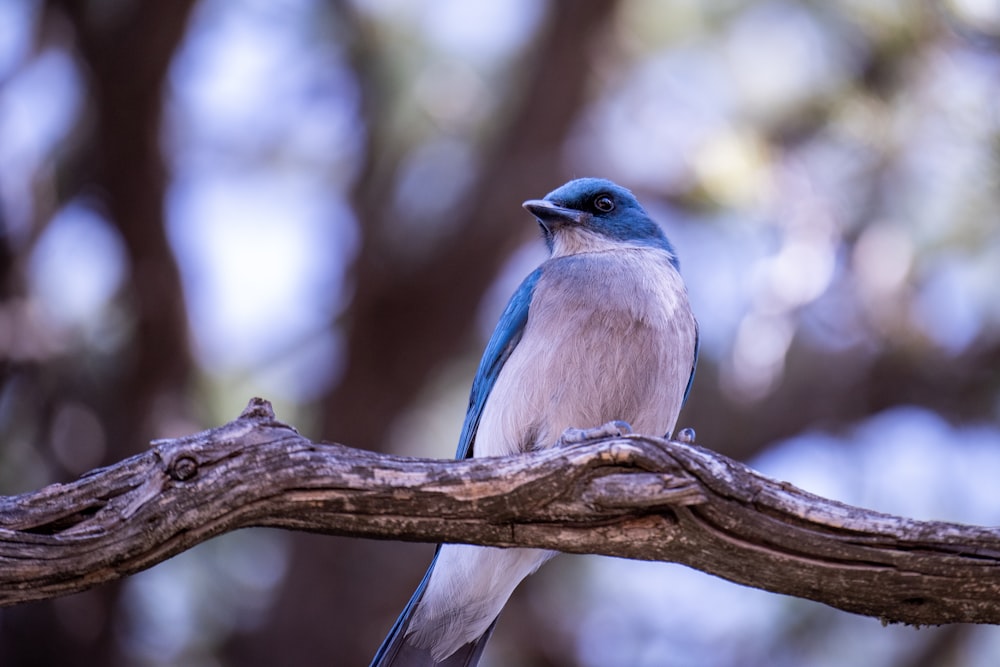 a blue and white bird sitting on a tree branch