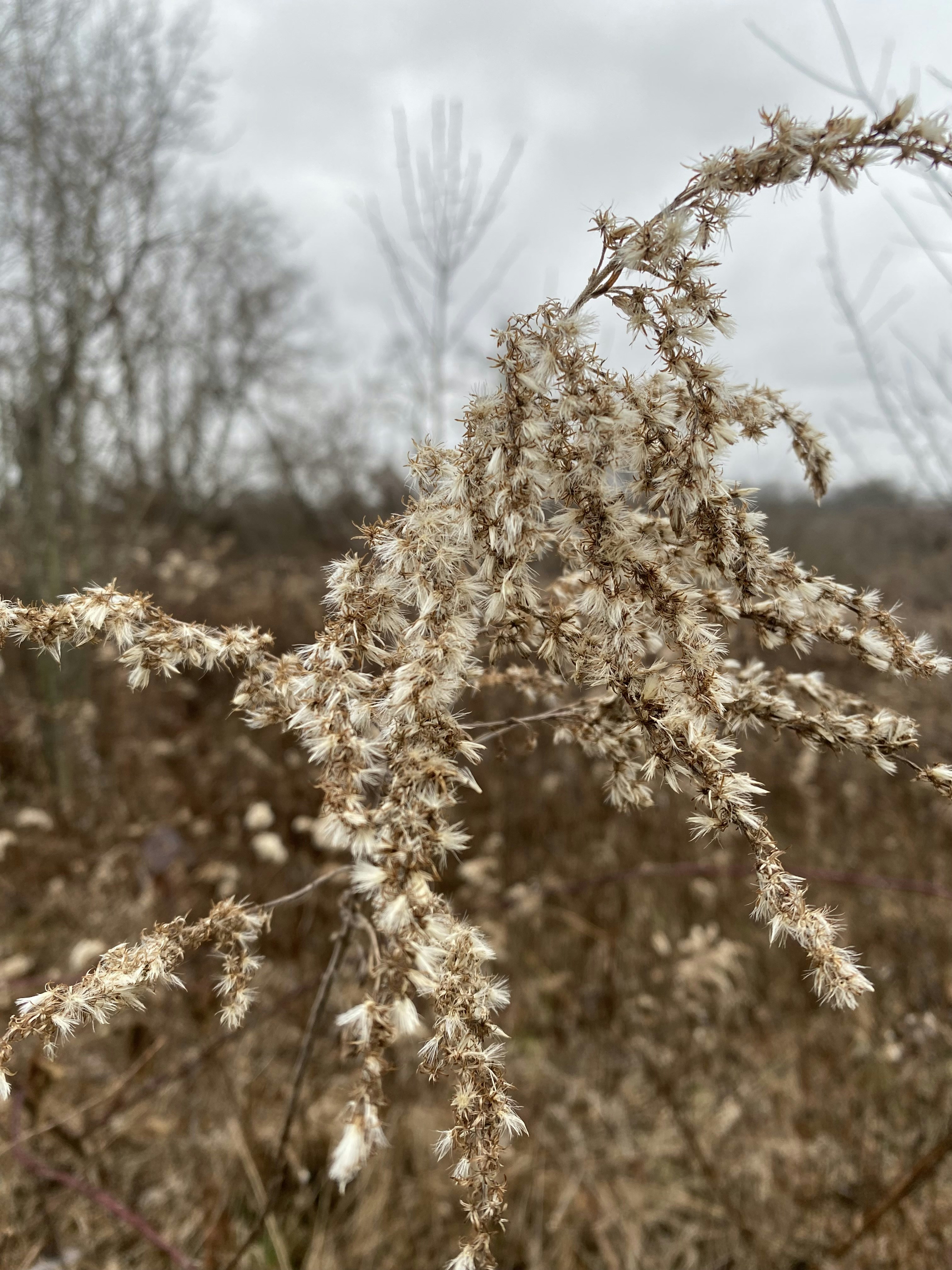 Un primo piano di una pianta in un campo