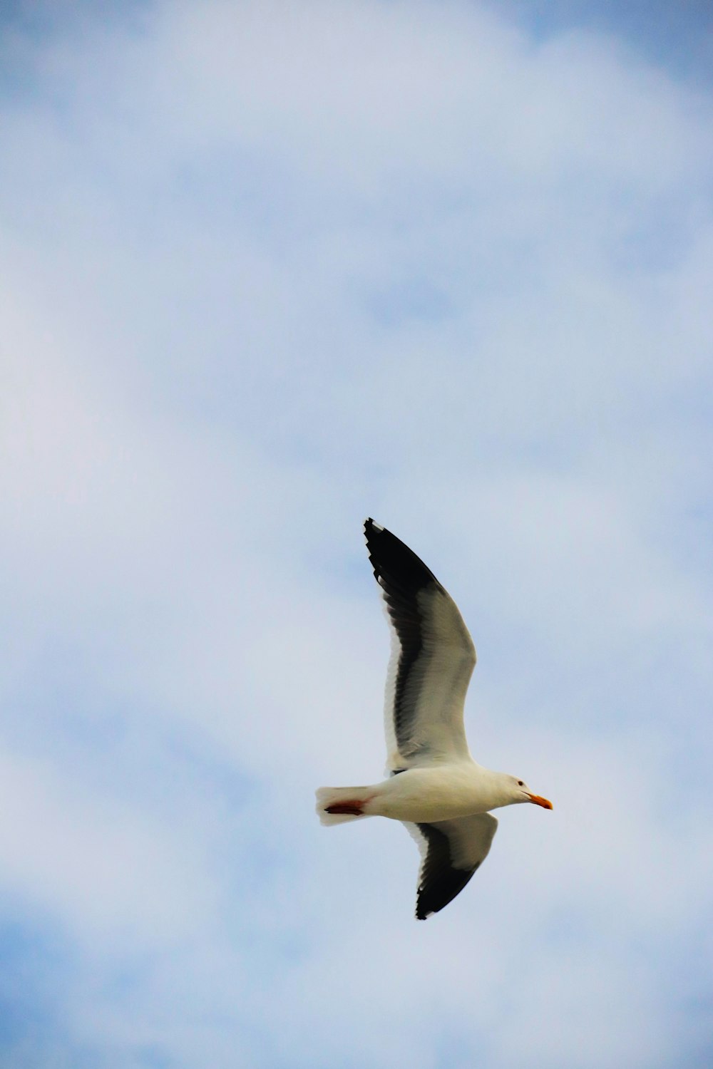 a seagull flying through a cloudy blue sky