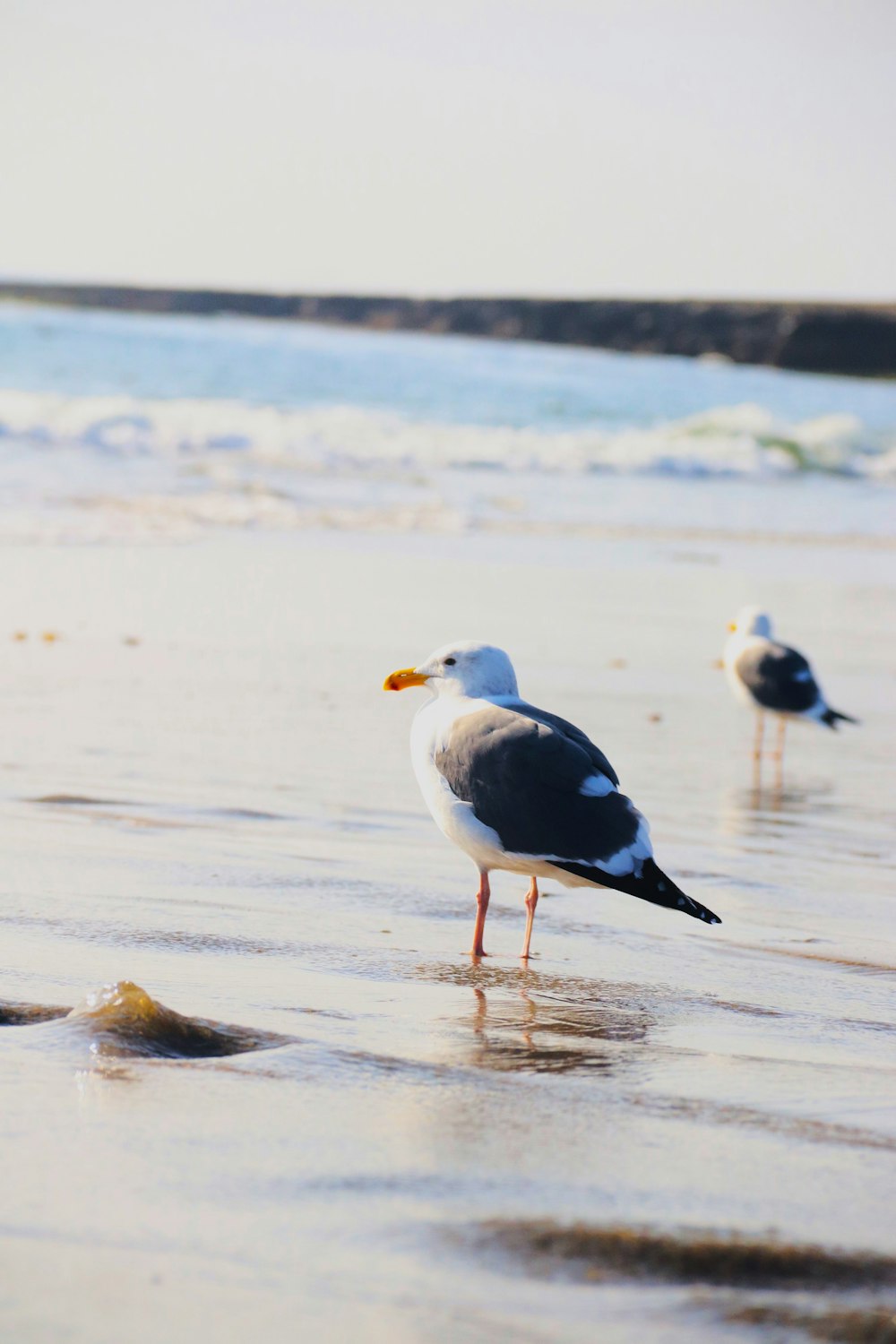 a couple of birds standing on top of a sandy beach