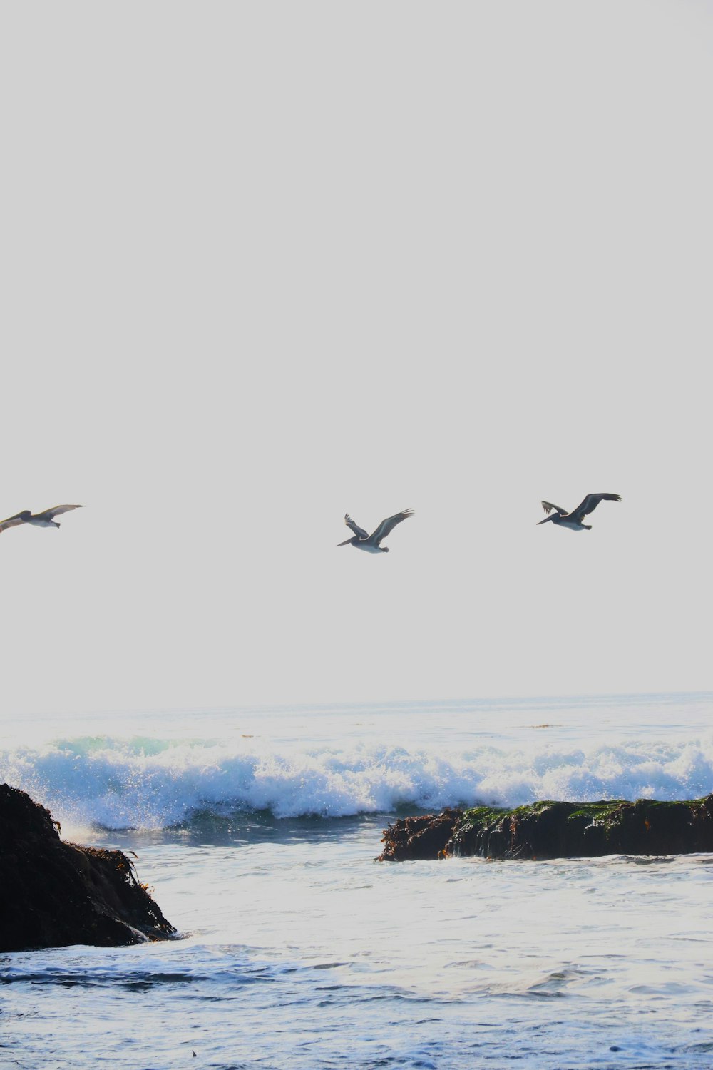 a flock of birds flying over a body of water