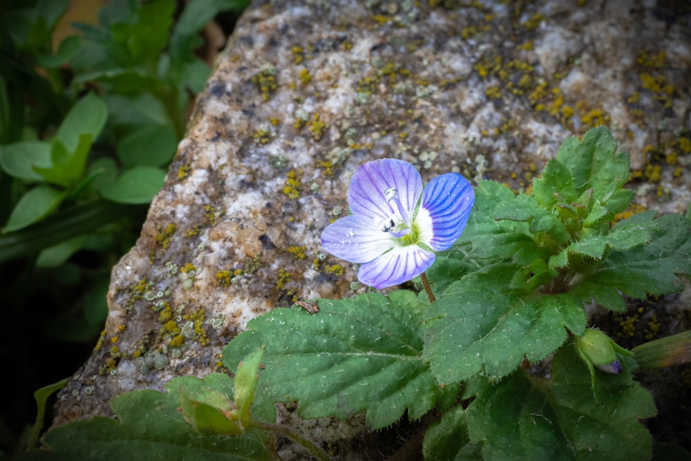 a blue flower sitting on top of a rock