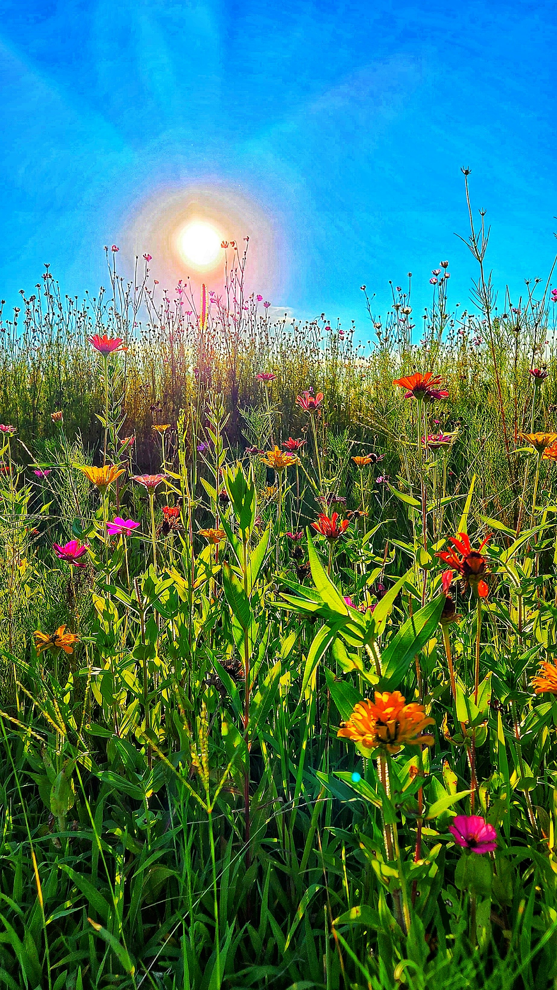 Sunlit Meadow