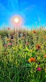 Wildflowers blooming vibrantly in a sunlit meadow.