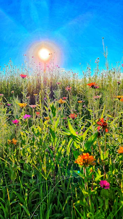 Colorful wildflowers blooming in a sunlit meadow with a clear blue sky above.