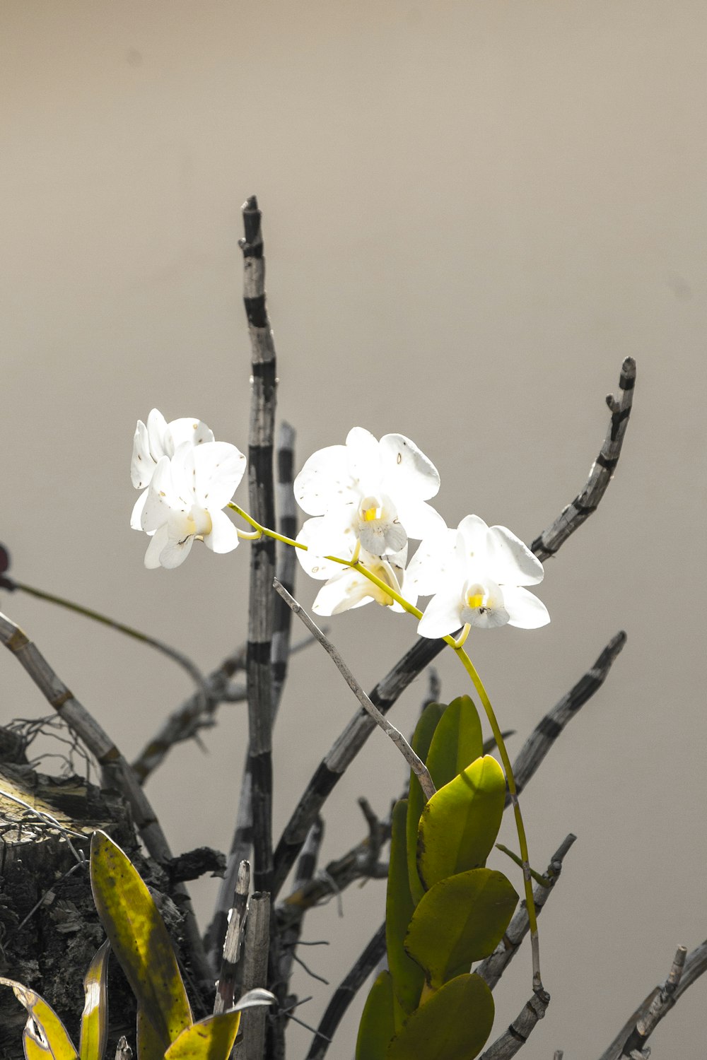 a branch with white flowers on it next to a body of water