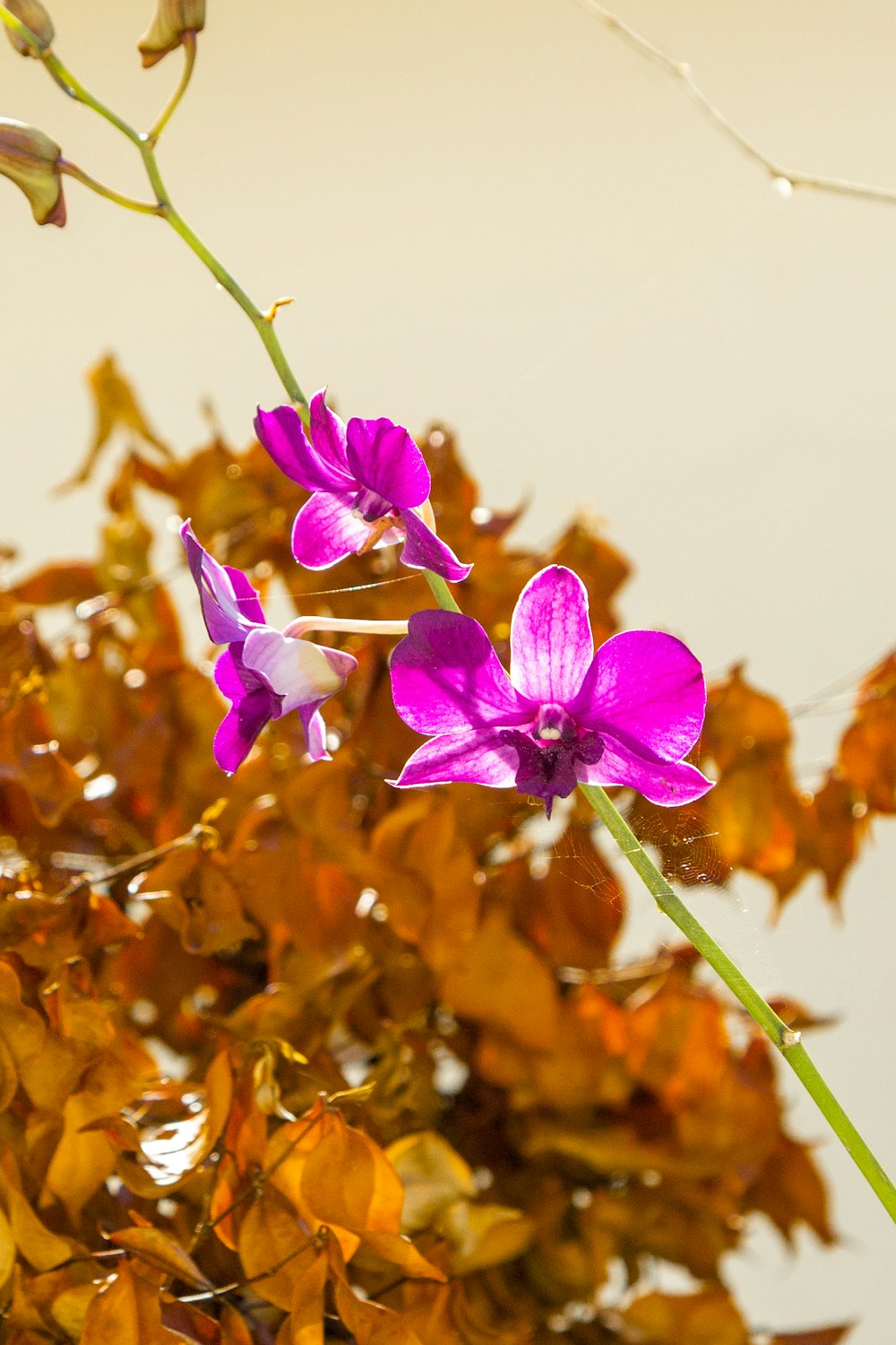 a purple flower sitting on top of a green plant