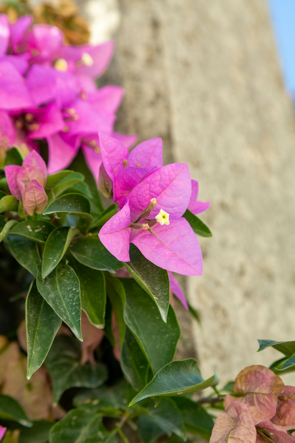 a bunch of purple flowers growing on a stone wall