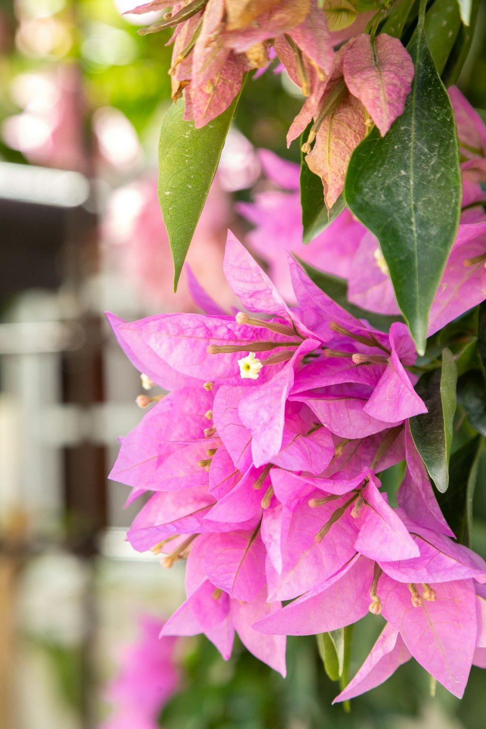 a close up of a bunch of pink flowers