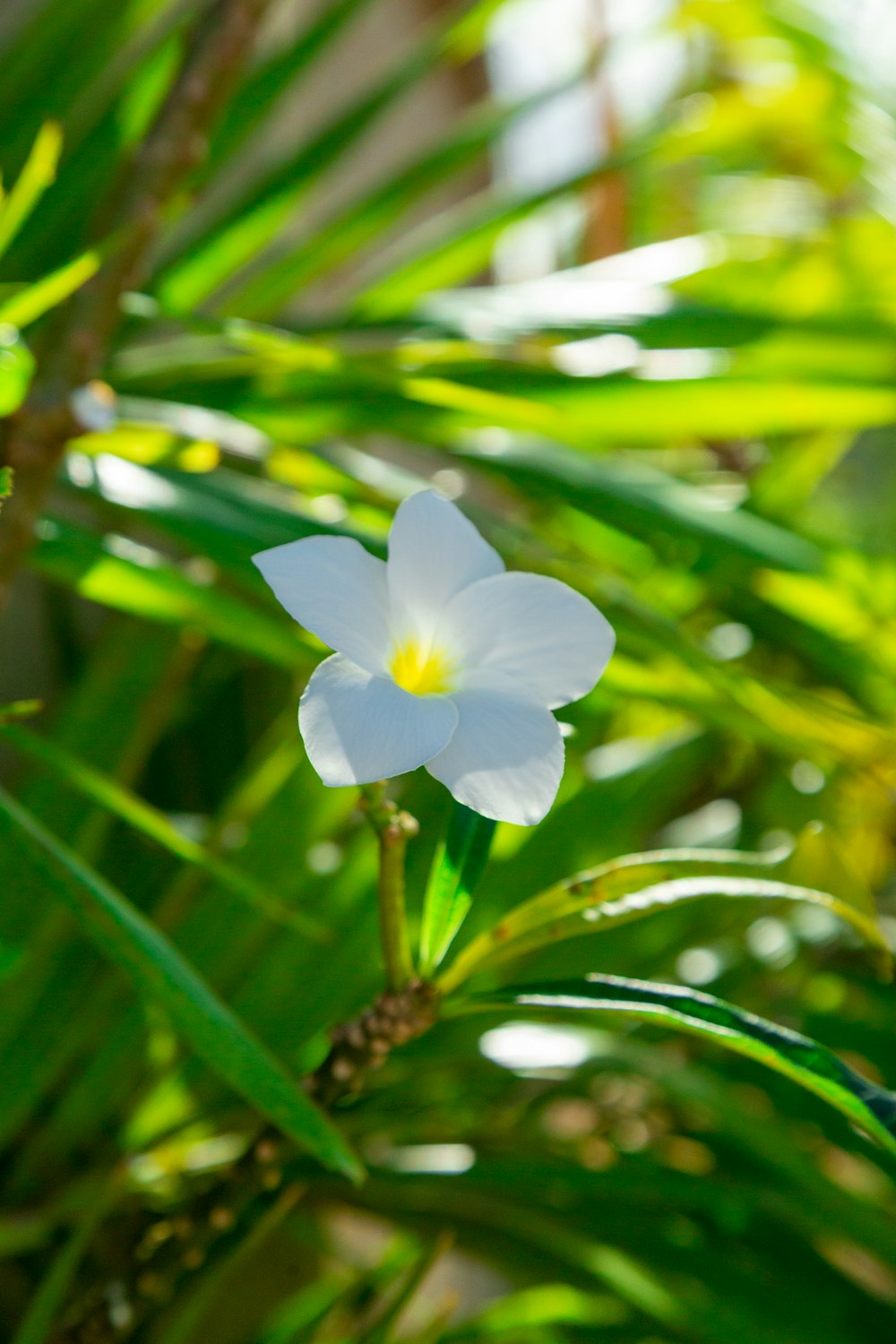eine weiße Blume mit gelber Mitte, die auf einer Pflanze sitzt