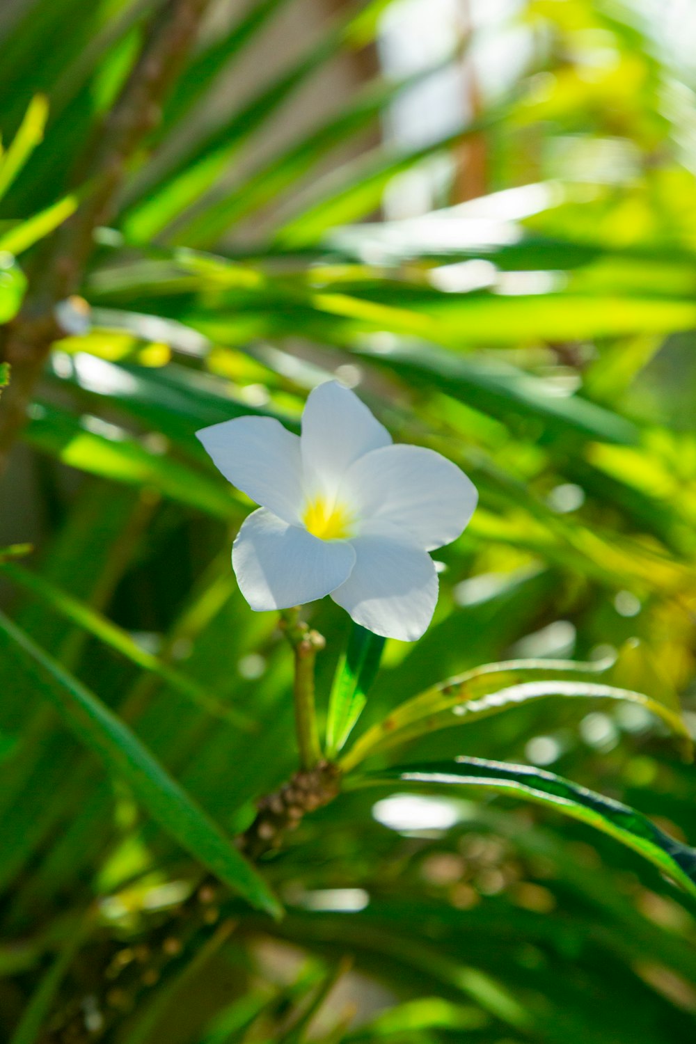 a white flower with a yellow center sitting on a plant