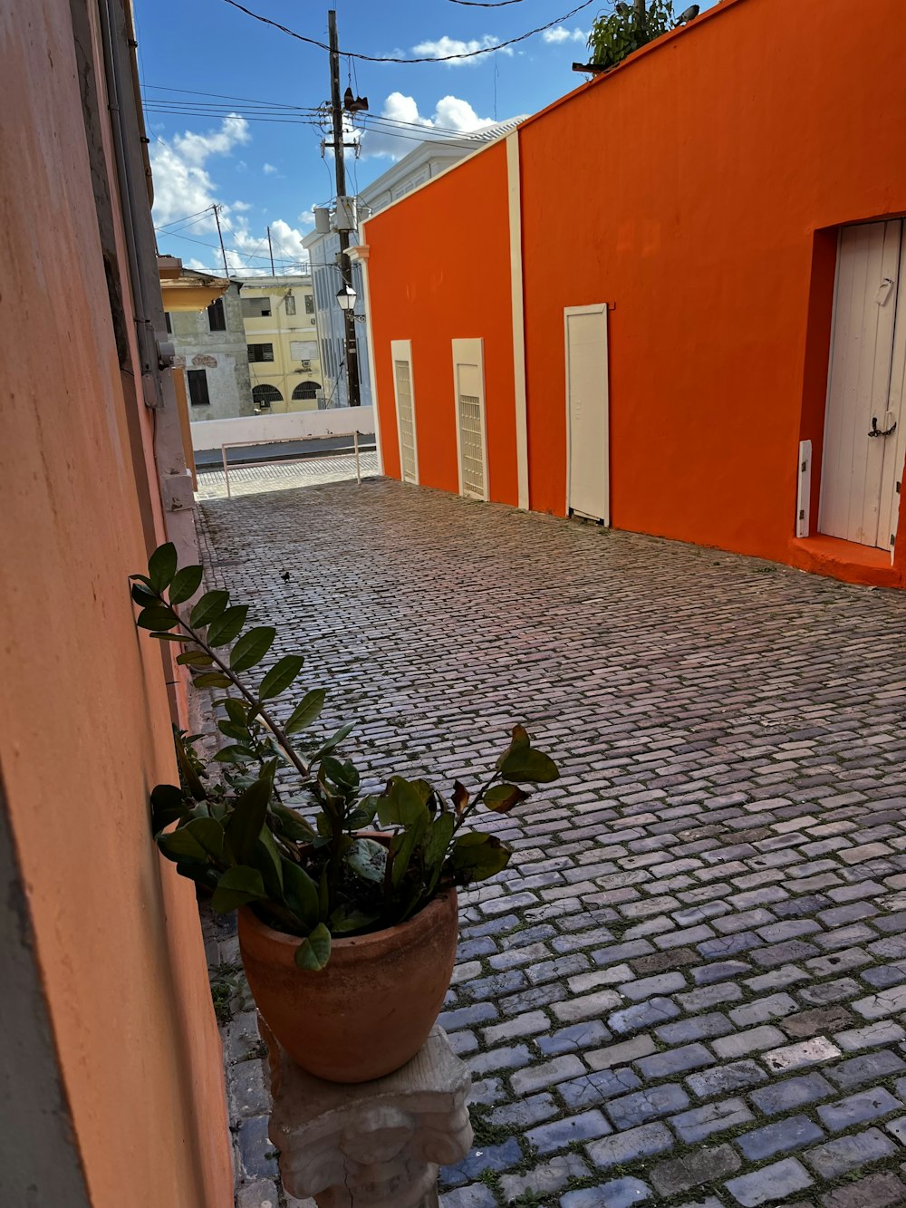 a potted plant sitting on the side of a brick road