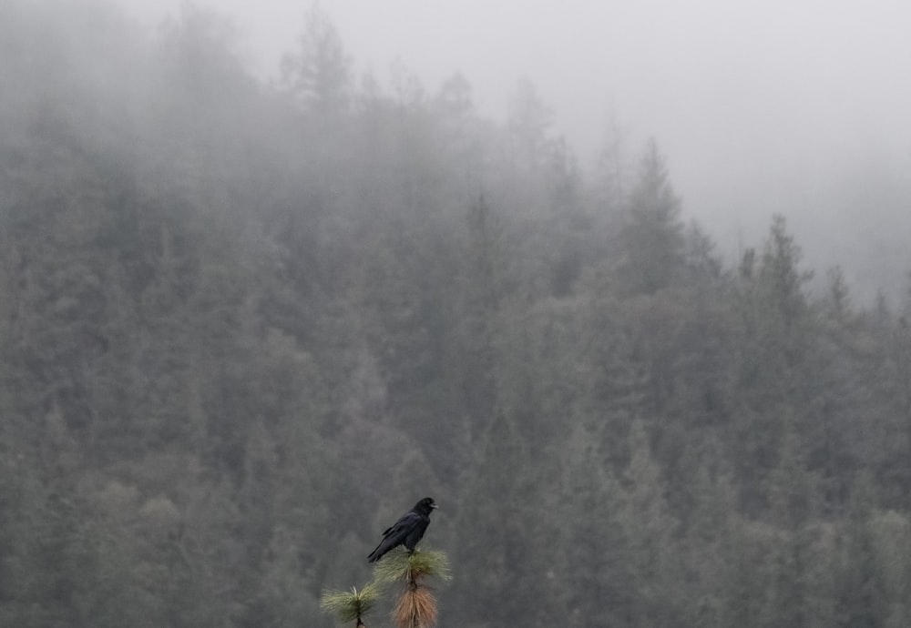 a black bird perched on top of a pine tree