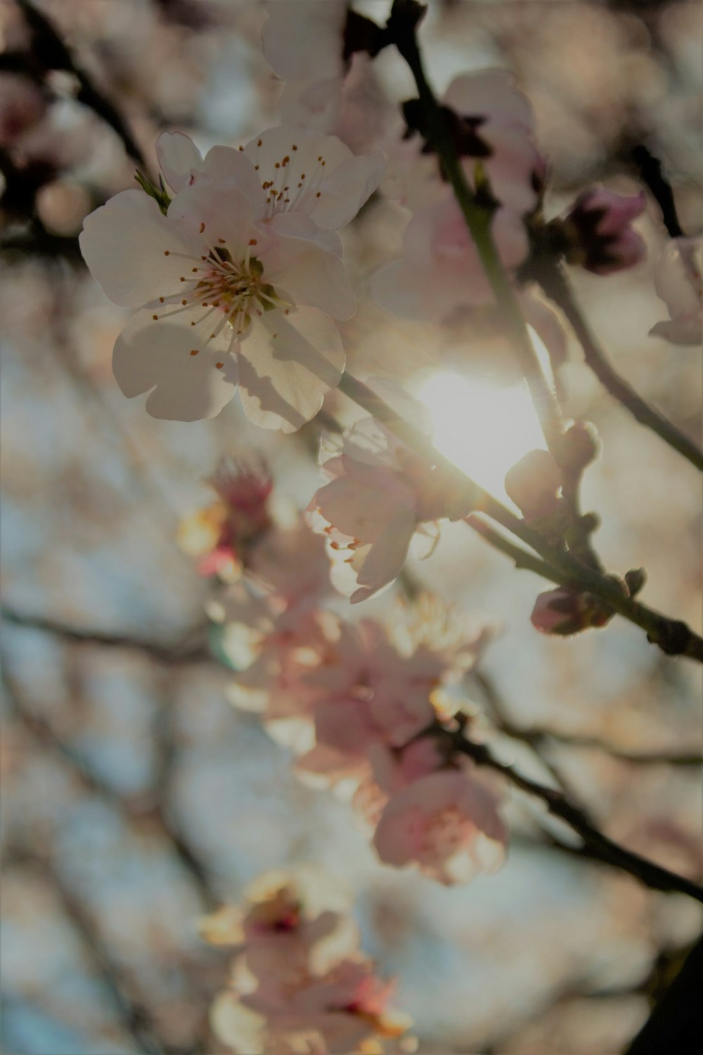 a close up of a flower on a tree