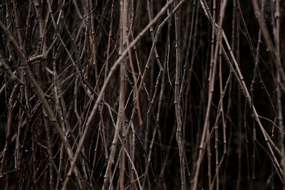 Twigs Pictures  Download Free Images on Unsplash