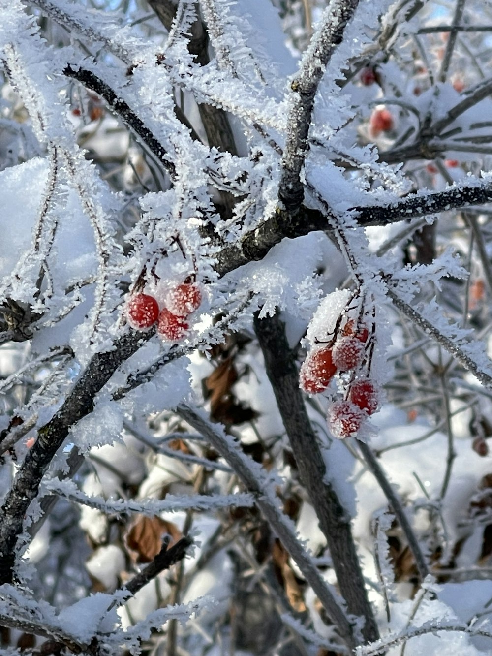 a bunch of berries that are on a tree