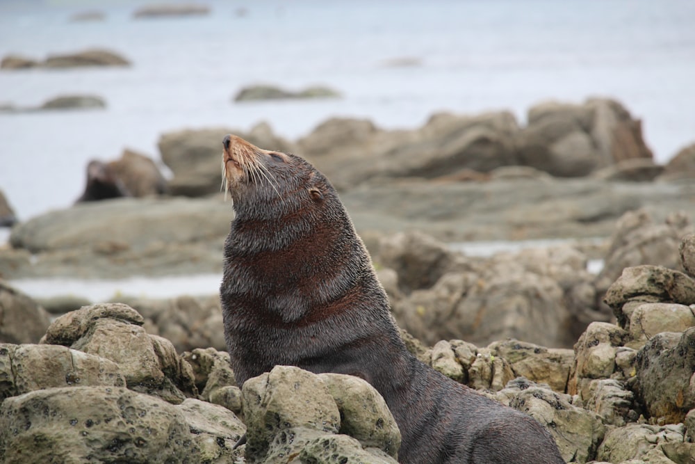 a sea lion is sitting on some rocks