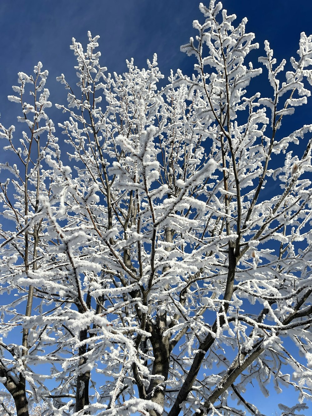 a snow covered tree with a blue sky in the background