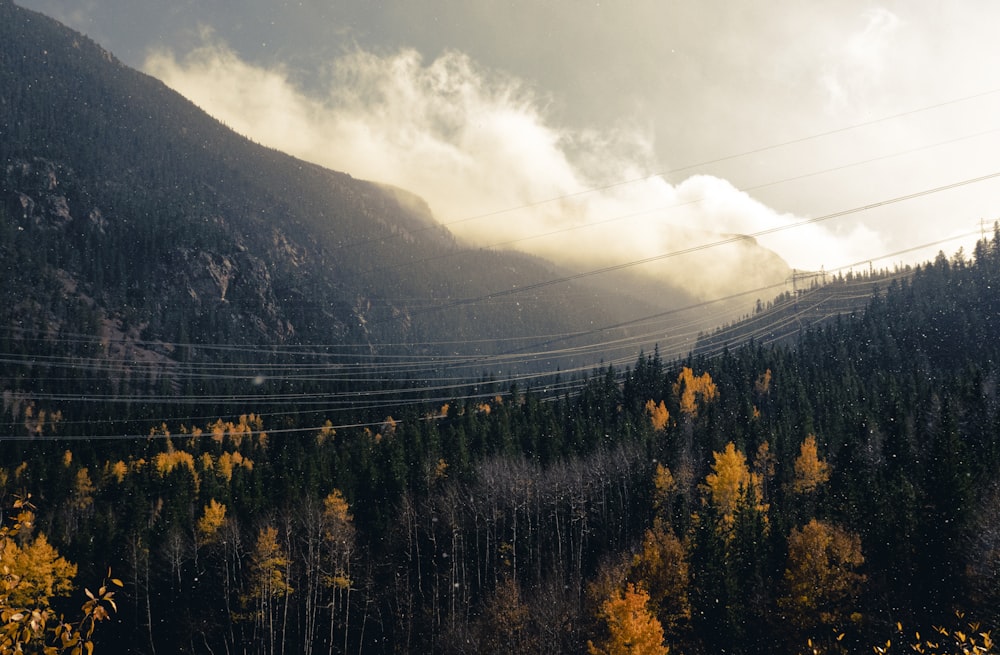 uma vista panorâmica de uma floresta com uma montanha no fundo