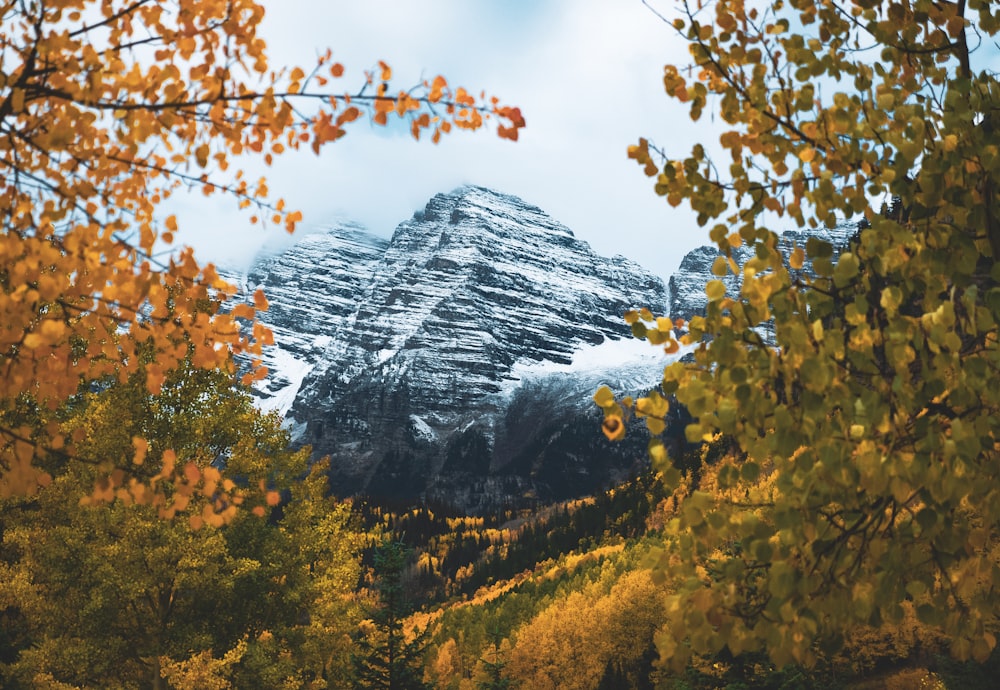 Una montaña cubierta de nieve rodeada de árboles