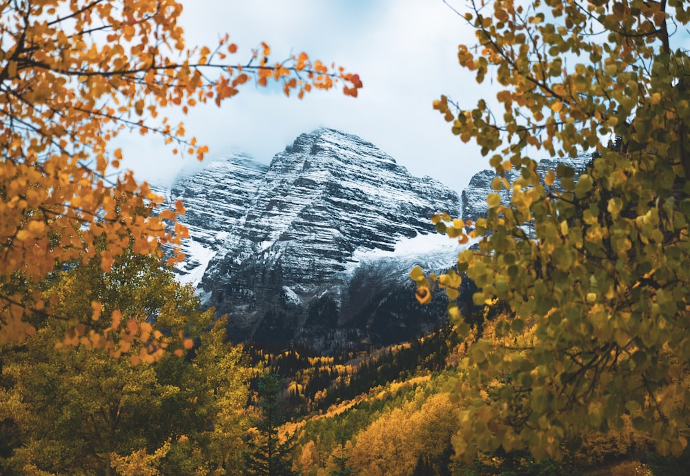 a mountain covered in snow surrounded by trees