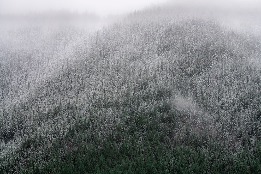 Une montagne brumeuse couverte de nombreux arbres