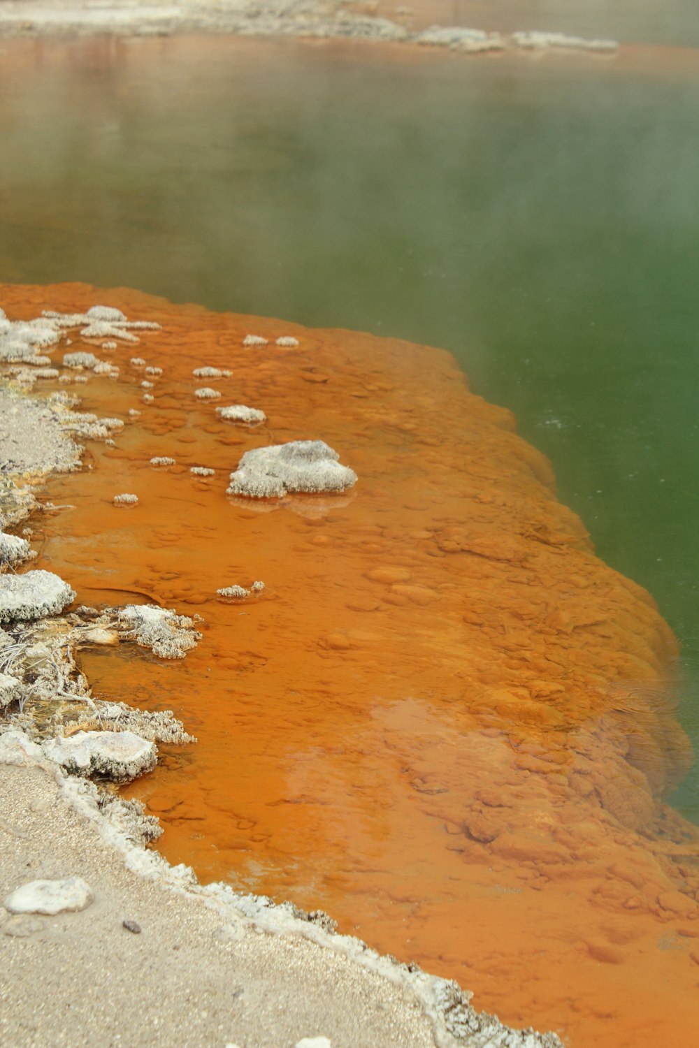 a body of water with orange algae in it